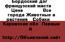 Бордоский дог ( французский масти)  › Цена ­ 50 000 - Все города Животные и растения » Собаки   . Кировская обл.,Леваши д.